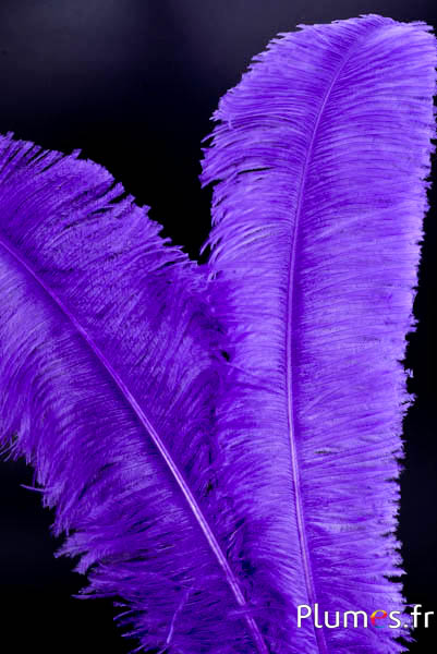 Struisvogel gesneden - 50-60 cm - paars